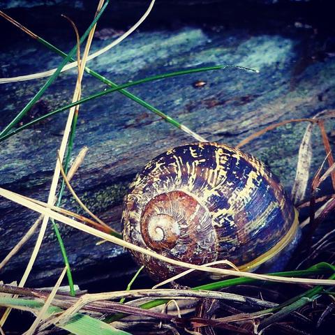 Ein Nahaufnahme-Foto zeigt das Haus einer Schnecke, die sich in einer natürlichen Umgebung befindet, umgeben von Gras und vor einem Stein. Die Schnecke hat ein braunes, spiralförmiges Gehäuse mit gelben Mustern. Das Gras ist teils grün, teils trocken, und der Stein im Hintergrund ist blau und grau. Das Bild hat insgesamt eine düstere Farbstimmung.