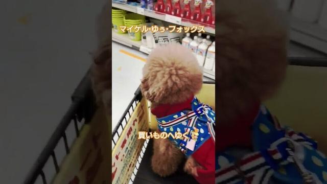 【犬連れホムセン】#トイプードル #多頭飼い #犬 #犬のいる暮らし #犬動画 #ilovedogs #dog #shorts
