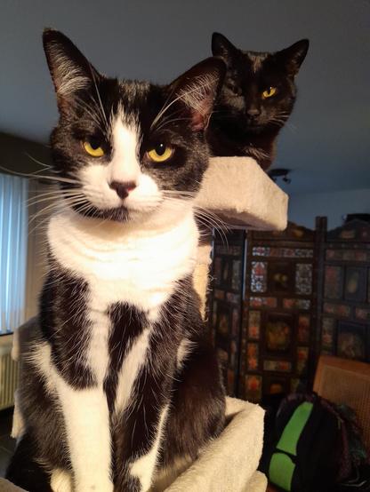 A tuxie cat is sitting on a cat tree, to the right, a little higher, a black cat. Both are looking into the camera. In the background is a dark brown Chinese screen, decorated with fruit and flowers. To the right is a comfy chair with a backpack on it.
