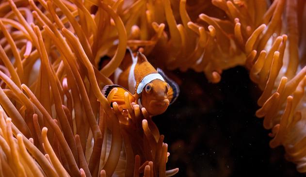 An orange clown fish is peaking out from the strands of an orange sea anemone.