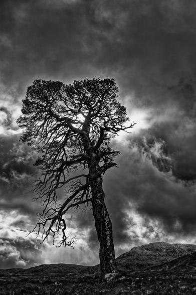 A one tree with a story sky  and snow on the trunk of the tree