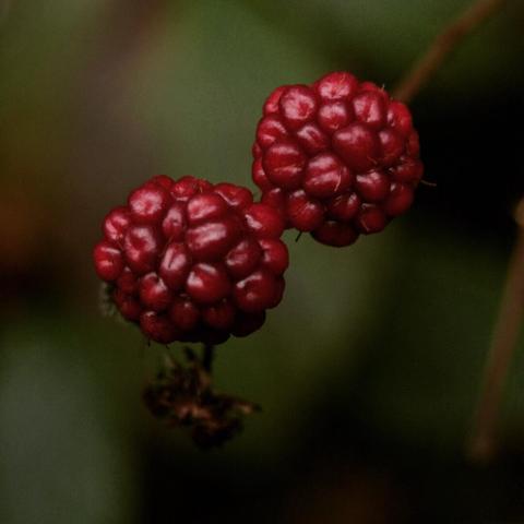 Blackberries, Brombeeren