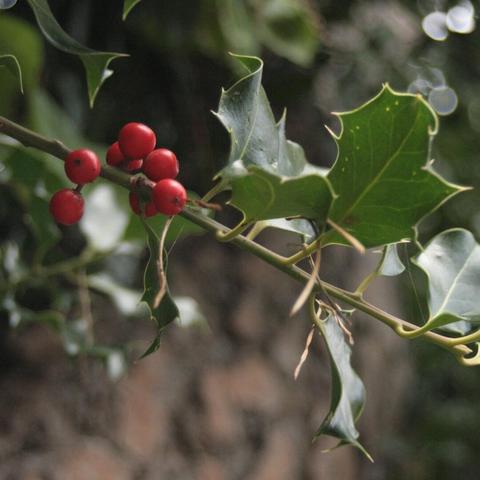 Ilex berries, Ilexbeeren