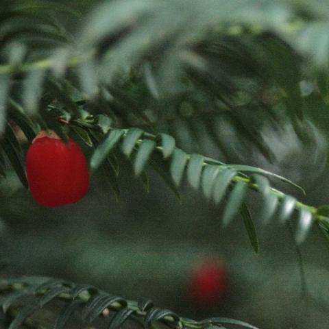 Eibenbeeren, yew berries