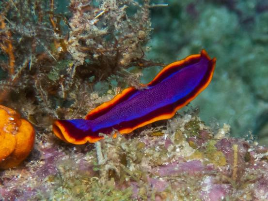 Pseudoceros ferrugineus (Fuchsia Flatworm)