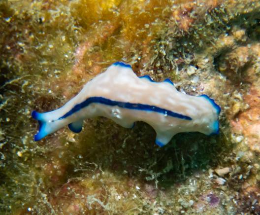 Pseudoceros concinnus