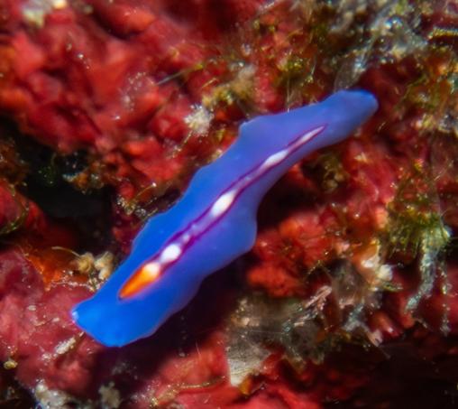 Pseudoceros bifurcus Racing (Stripe Flatworm)