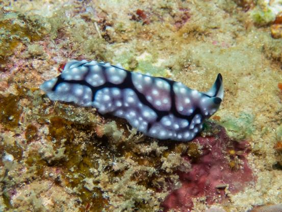 Pseudoceros imitatus - imitating a common nudibranch