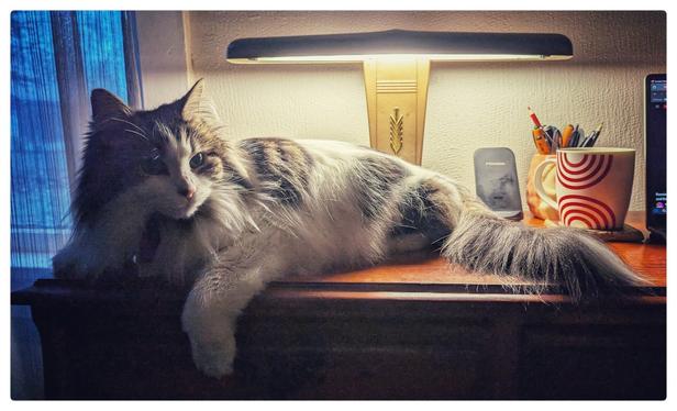 A long-haired, green-eyed white tabby, lying on a desk. She is somewhat stretched out, taking up as much of the desktop as possible. She is in front of a metal desk lamp, her front paws hanging off of the front left corner of the desk and her tail is in swatting distance of a coffee mug and laptop off to the right. She is looking intently at something just out of frame on the right.