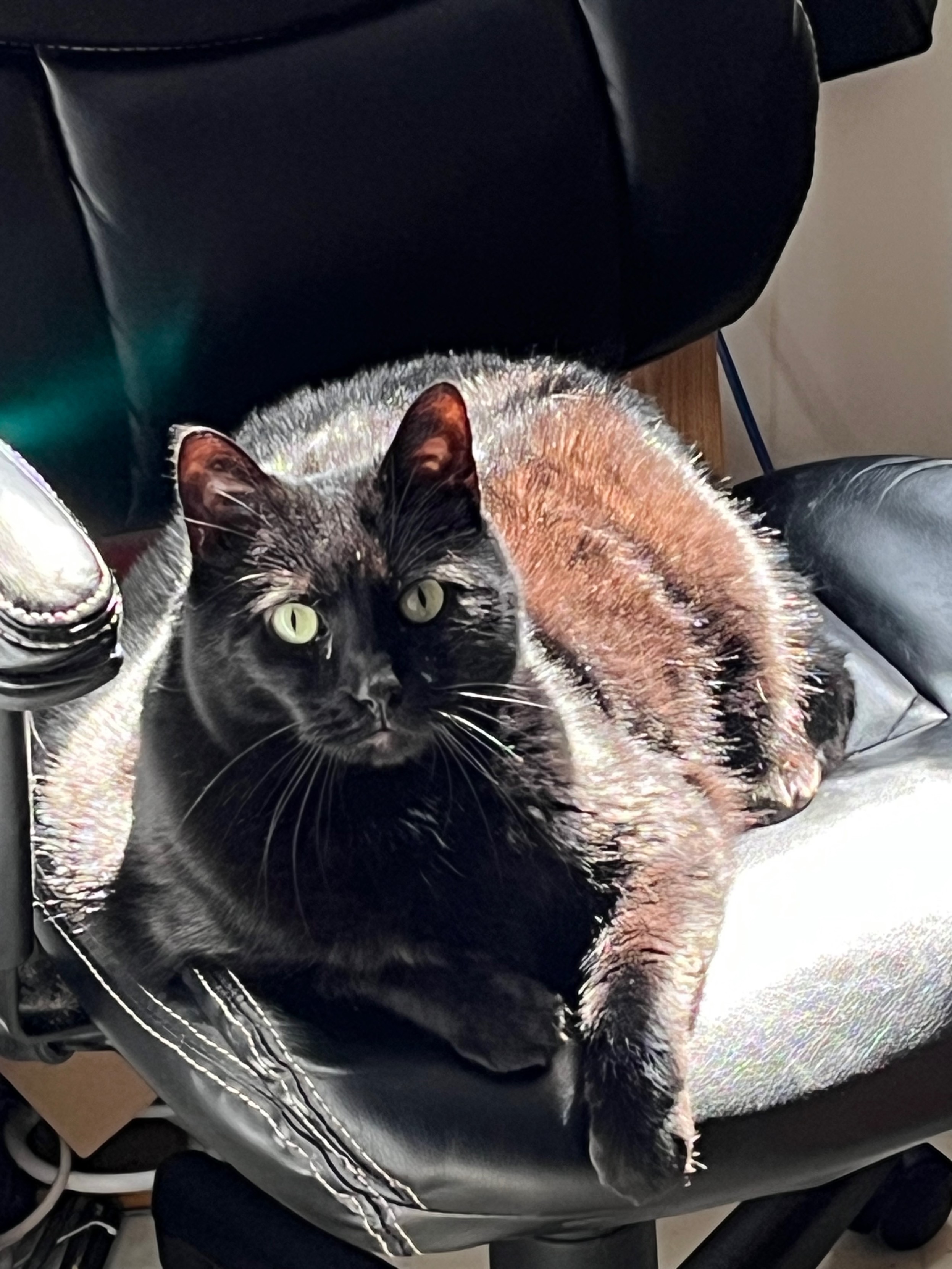 our black cat Oscar, lying comfortably on a black desk chair in the sun and gazing directly at the camera.