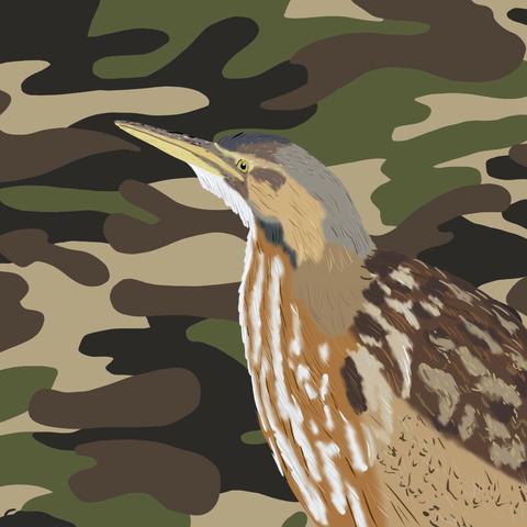 An American Bittern, a well camouflaged mid-sized bird with a plumage in different shades of brown, in front of a camouflage background, cartoon style.