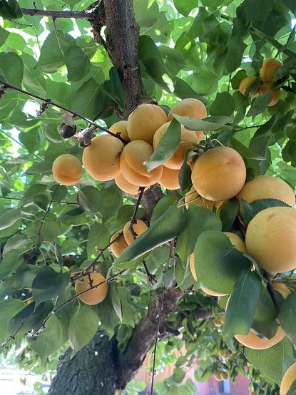 Orange abrikos langs en gren med lyse grønne blade