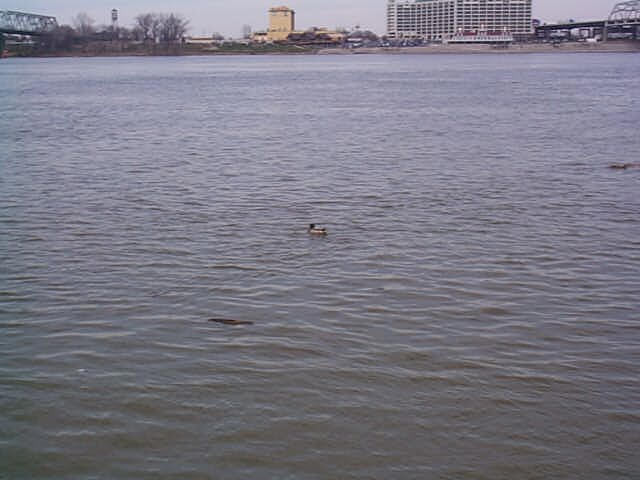 A mallard duck swims in the Ohio River, with a couple of nearby pieces of floating driftwood. Southern Indiana is visible in the background.