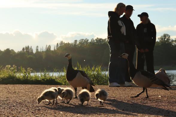 A photo of barnacle geese and their goslings on a summer evening. There are a few people in the background.