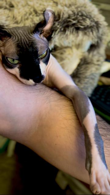 Elf cat lays on papa’s arm lounging her own arm across his. Eyes drifting away.