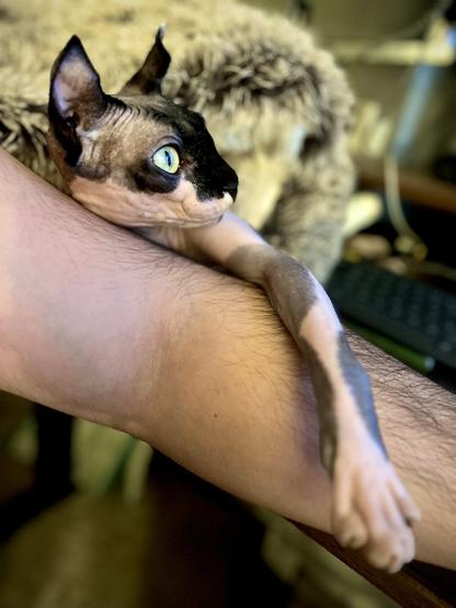 Elf cat perks up from her papa’s arm, up at something off screen, now alert.