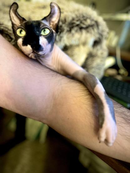 Elf cat looks back at her papa, wondering if what she sees is legit.