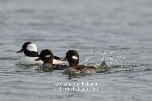 Two females and one male buffleheads in the water. One of the female is splashing in the water.