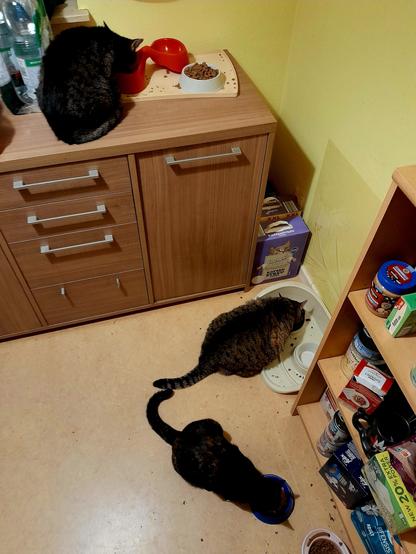 3 cats devour cat food: Pussy, a grey tiger tabby, Yoshi, a fat tabby, and Harley, an almost black tortoiseshell with cinnamon and cream splotches.