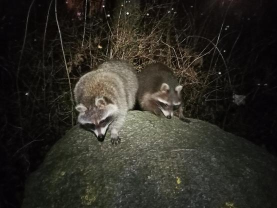 Zwei Waschbären sitzen auf einem großen, runden Stein in einer nächtlichen Wald- oder Gartenumgebung. Ihr Fell ist grau-braun mit der typischen schwarzen Gesichtsmaske und buschigem Schwanz. Sie wirken aufmerksam und scheinen nach unten zu blicken. Der Hintergrund ist dunkel mit dichten, kahlen Ästen und vereinzelten Lichtreflexionen. Die Szene wird von einer künstlichen Lichtquelle beleuchtet, die die Tiere in den Fokus rückt.