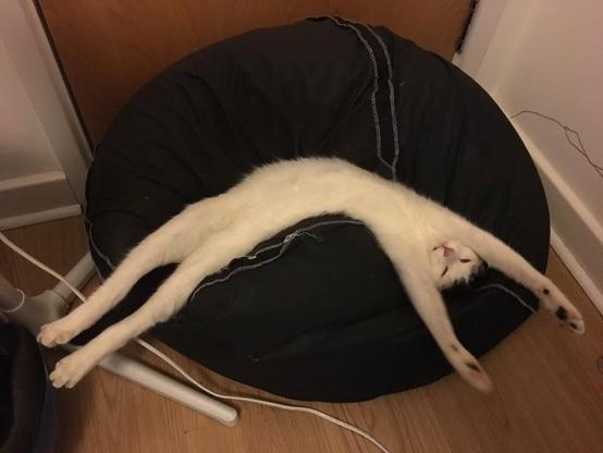 A mostly white cat asleep on a black bean bag and stretched out in the shape of a rainbow. He looks so long it’s like he’s made out of clay and stretched out.