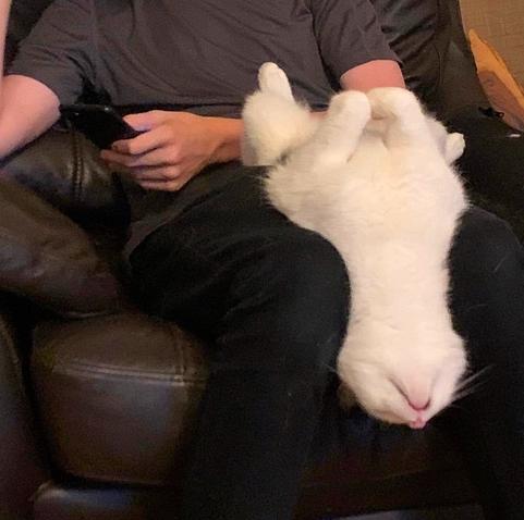 A mostly white cat asleep on his  back, on a lap. His head in hanging down over the legs and he looks ridiculously uncomfortable but is in fact sound asleep.
