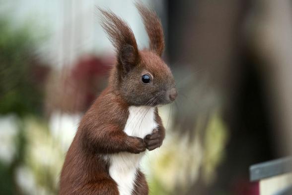 Ein Eichhörnchen steht aufrecht, blickt nach rechts und hält die Vorderpfoten vor der Brust zusammen