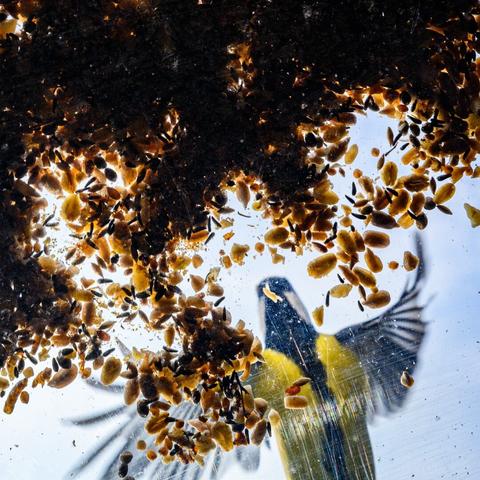 DE: Blick von unten auf eine Kohlmeise, die sich unten links im Anflug befindet. Das Vogelfutter ist im Vordergrund, die breitflügelige Meise im unscharfen Hintergrund. Die Kratzer der Plexiglasplatte, auf der das Futter liegt, reflektiert bunt und gibt dem Ganzen eine künstlerische Anmutung.

EN: View from below of a great tit approaching in the lower left. The bird food is in the foreground, the broad-winged tit in the blurred background. The scratches on the Plexiglas plate on which the food lies reflect colourfully and give the whole picture an artistic feel.
