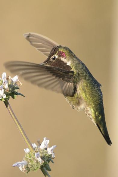 A male Anna’s hummingbird hovering near white flowers, with wings in motion and a vibrant green body. The background is softly blurred, highlighting the bird's features.