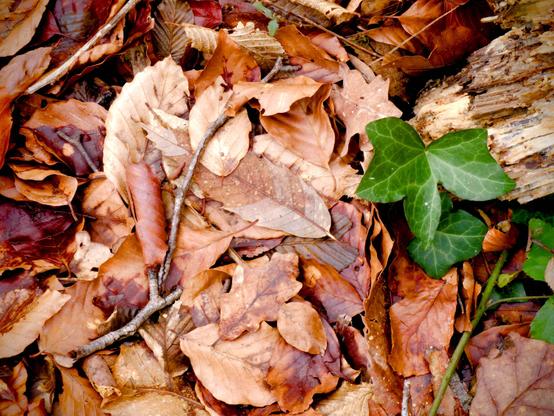 L'image montre un parterre de feuilles brunes et sèches, probablement tombées des arbres, mélangées à quelques petites brindilles. Parmi les feuilles brunes, il y a quelques feuilles de lierre vertes, qui contrastent avec l'arrière-plan à dominante brune.