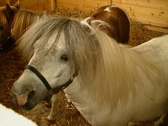 An old digital photography of a white pony.