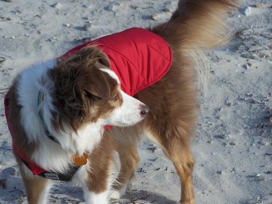 A brown and white Mini-Australian Shepherd in a red quilted coat looking over his left shoulder on the beach.
