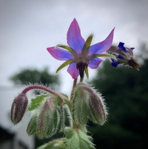Photo is close up of a single open borage blossom against a grey sky, and several closed buds drooping down against a background of blurred trees.