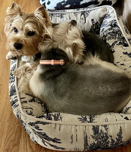 Two Norwich Terriers in a doggy bed. One dog is using the other as a headrest.