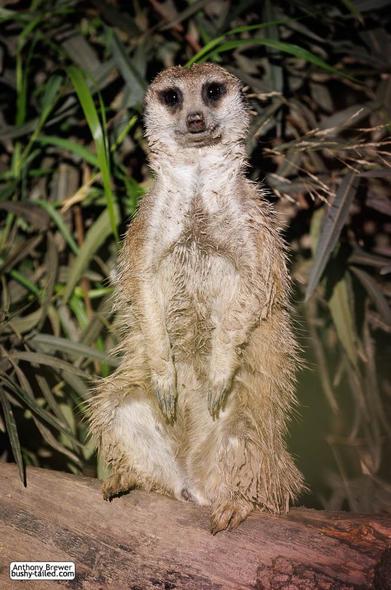 Photograph of a muddy meerkat sitting on a log.