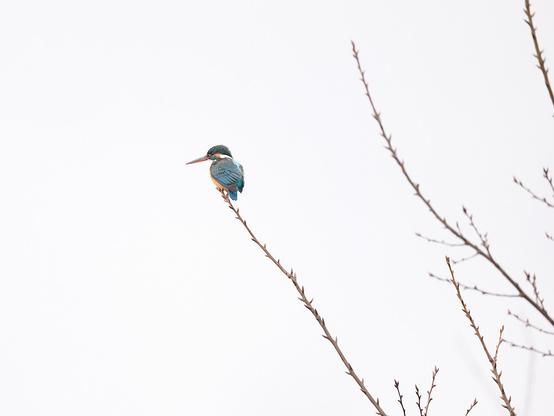 A kingfisher on a branch.
