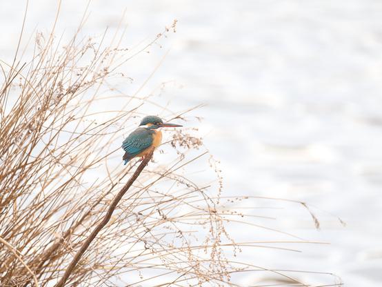 A kingfisher in the reeds.