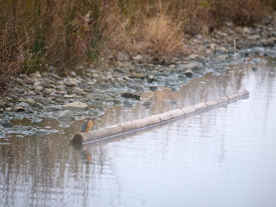 A kingfisher on bamboo floating in a river.