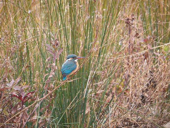 A kingfisher in the reeds.