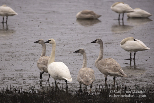 A group of four trumpeter swans looking to their left. There are a few swans in the background that are asleep with their heads tucked under their wings. The white ones are adults, the ones with a light grey plumage are juveniles. The estuary is muddy because it was at low tide.