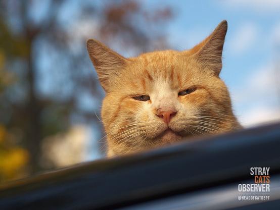 Orange cat is looking down from the roof of a car