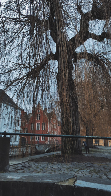 At a canal in the city center of Gent in Belgium on a grey day. There are bare willow trees along side it. In the back there is a brightly coloured, red house and more brick houses.
