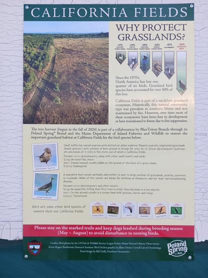 The tree harvest (begun in the fall of 2024) is part of a collaboration by BlueTriton Brands through its Poland Spring® Brand and the Maine Department of Inland Fisheries and Wildlife to restore the important grassland habitat at California Fields for the bird species below. 

Grasshopper Sparrow: Small, buffy-tan colored sparrow with distinctive yellow eyebrow. Requires sparsely vegetated grasslands (bunch grasses) with patches of bare ground to forage for prey. As of 2024, Grasshopper Sparrows are only known at 3 sites the state, one of which is California Fields.
PRIMARY FOOD: (Arasshoppers, along with other simall insects and seeds.
Song: A insect-like, buzzing.
Nesy: Domed-shaped, usually hidden on the ground at the base of a grass clump
STATUS: Endangered 

Upland Sandpiper - A shorebird that avoids wetlands and prefers to nest in large patches of grasslands, prairies, pastures.
Males of this species are known for perching on fenceposts and for their territorial/mating.
PRIMARY FOOD: Grasshoppers and other insects. -
Song: An unearthly trilling that first rises in pitch, then descends in a low whistle. 
Status: Threatened

Here are some other bird species of concern that use California Fields
- Northern Harrier
- Horved Lark
- Kestrel 
- Weadowlark