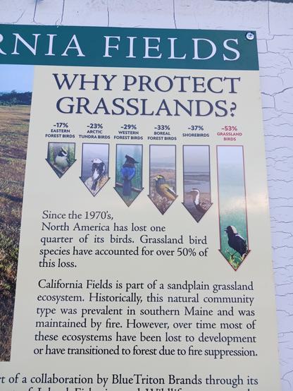 WHY PROTECT GRASSLANDS?

Since the 1970's, North America has lost one quarter of its birds. grassland bird species have accounted for over 50% of this loss.

California Fields is part of a sandplain grassland ecosystem. Historically, this natural community type was prevalent in southern Maine and was maintained by fire. However, over time most of these ecosystem have transitioned to forest due to fire suppression.

The tree harvest (begun in the fall of 2024) is part of a collaboration by BlueTriton Brands through its Poland Spring® Brand and the Maine Department of Inland Fisheries and Wildlife to restore the important grassland habitat at California Fields for the bird species below.