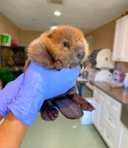 Extremely impossibly adorable baby beaver being held up by the gloved hands of the vet (out of the picture). In the background, you can make out a vet’s room.