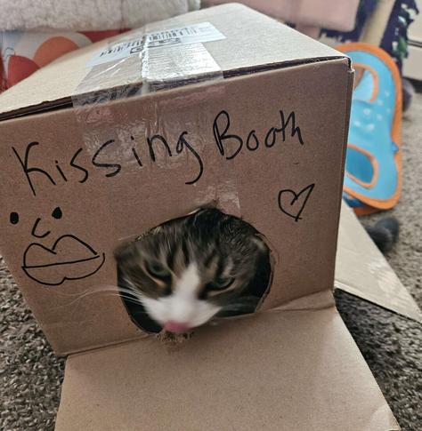 A brown and white cat licking its nose inside a cardboard box with "Kissing Booth" written above the circular opening