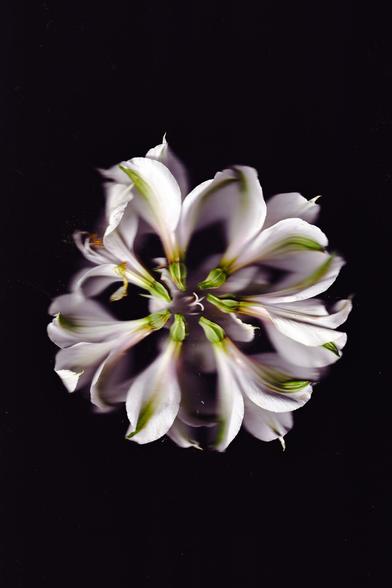 A surreal floral composition featuring white petals and green buds arranged in a circular pattern against a black background. The petals appear layered and slightly distorted, creating a sense of motion and organic symmetry.