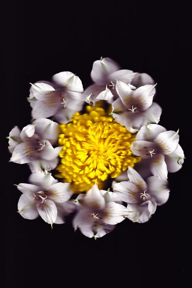 A striking floral composition featuring a vibrant yellow flower at the center, encircled by delicate white blossoms against a black background. The layered petals create a sense of depth and movement, resembling a blooming mandala.