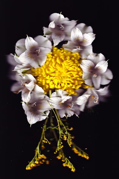A floral arrangement featuring a vibrant yellow bloom at the center, encircled by delicate white flowers with cascading stems. The soft blur and scattered petals create a sense of organic movement against the black background.