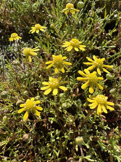 Write yellow flowers with green foliage